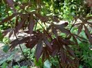 Acer palmatum "Trompenburg"