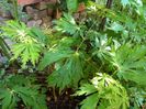 Acer japonicum Dancing Pecock, "Mai kujaku"