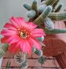Chamaecereus-Hb 131