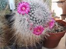 Mammillaria hahniana var