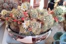 Mammillaria prolifera