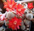 Rebutia