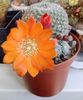 Rebutia heliosa v solisoides