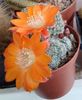 Rebutia heliosa v solisoides
