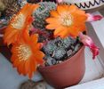Rebutia heliosa v solisoides