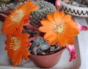 Rebutia heliosa v solisoides