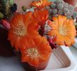 Rebutia heliosa v solisoides