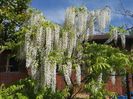 wisteria alba Shiro-noda