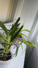 angraecum "Lady Lisa"x sesquipedale