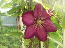 Clematis 11