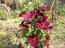 Clematis 14