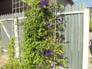 Clematis 15