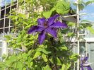 Clematis 17