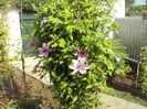 Clematis 18