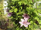 Clematis 19