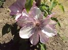 Clematis 22