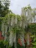 wisteria alba