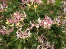 lonicera gold flame
