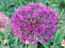 Allium