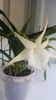 angraecum "Lady Lisa"x sesquipedale