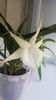 angraecum "Lady Lisa"x sesquipedale