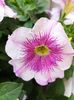 Petunia
