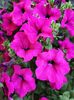 Petunia purple