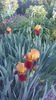 iris germanica "guy luron"