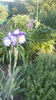 iris germanica "loop the loop"