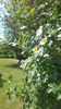 rosa canina(măces)