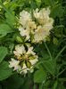 rododendron