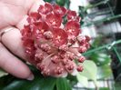 Siariae red si litoralis