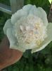 Bowl of beauty