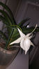 angraecum "Lady Lisa"x sesquipedale