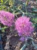 Muscari plumosum