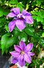 Clematis Mrs. Cholmondeley