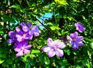 Clematis Mrs. Cholmondeley