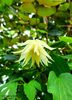 Clematis Lemon Dream