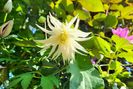 Clematis Lemon Dream