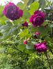 5686D502-FC99-4EED-A384-542B8E477738