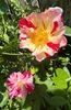 194ED1FE-63C9-47CA-8801-FEB3718D3FFD