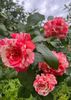 2152EA33-2D3A-4012-96EC-33A484BC0F39