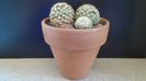 Pediocactus knowltonii, 2 ex. (-10- -25C)