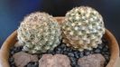 Pediocactus knowltonii, 2 ex. (-10- -25C)