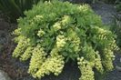 baptisia_bracteata-nu