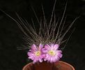 Lobivia wrightiana (Echinopsis backebergii ssp. wrightiana)