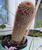 Mammillaria Backebergiana