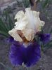 boyberry buttercup - 12 lei