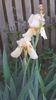 iris germanica "caffe latte"