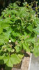 fragaria vesca